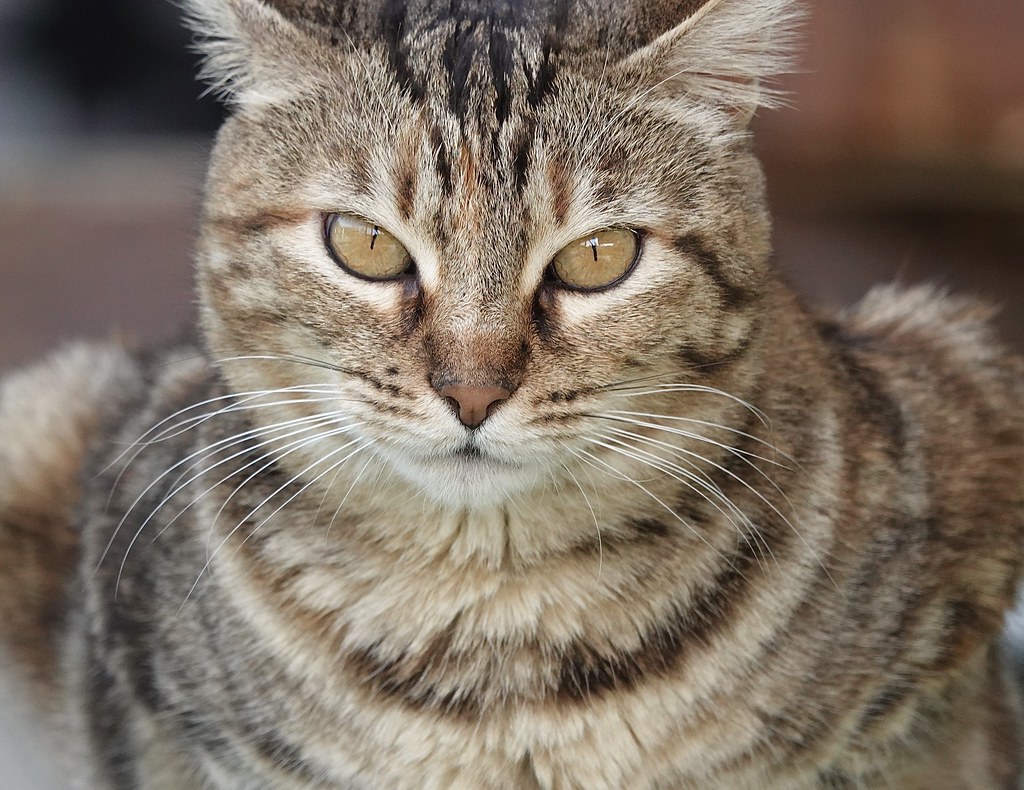 Our Alarm System Is Louder Than You
